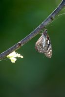 Tirumala limniace - Blue tiger butterfly hanging from a tree branch in the morning indian sunlight