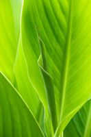 Canna lily leaf pattern
