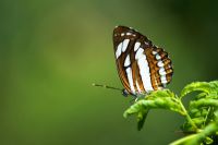 Neptis hylas - Common Sailor butterfly sitting on leaf in the indian countryside