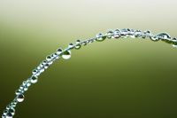 Dew drops covering a blade of grass