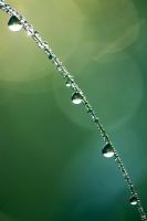 Dew Drops covering a blade of grass