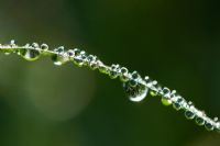Dew drops covering a blade of grass in the morning sunlight