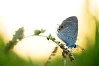 Euchrysops cnejus - Gram blue butterfly on a plant in the Indian countryside