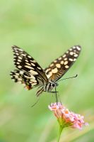 Papilio Demoleus - Lime butterfly feeding on Lantana flowers in the Indian countryside