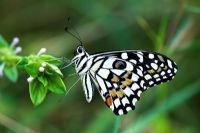 Papilio Demoleus - Lime butterfly, resting on a plant in the Indian countryside