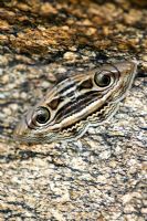 Precis Almana - Owlet moth camouflaged against rock in the Indian countryside