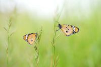 Dsanaus Chrysippus - Plain tiger butterflies sitting on grass stems