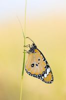 Danaus Chrysippus - Plain tiger butterfly sitting on a grass stem 