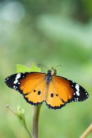 Danaus chrysippus - Plain Tiger butterfly with spread wings 