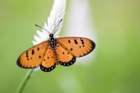 Acraea terpsicore - Tawny Coster butterfly in the Indian countryside