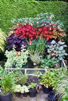 Mixed display of container plantings - Abuliton 'Kentish Belle', Coleus 'Volcano', Coleus 'Pallisandra' either side of Schizostylis coccinea 'Major', variegated mint, Gaura and Clerodendron 'Bengii'