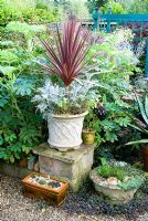 Cordyline australis 'Purpurea' with Senecio cineraria and Melianthus major in background with Sempervirens and succulents in pots