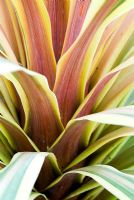 Cordyline 'Torbay Dazzler' - New Zealand Cabbage Palm