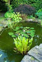 Pontederia cordata with Nymphaea in a pond, Hosta and Berberis thunbergii in background