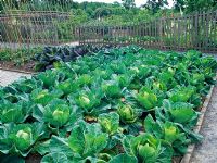 Vegetable garden with cabbages 'Minicole', 'Pixie' and 'Green Valley'