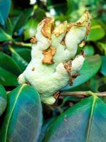Camelia Gall caused by the fungus Exobasidium Camelliae