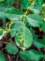Rose Black Spot - Fungal infection caused by Diplocarpon rosae