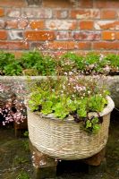 Saxifraga x urban grown in basketweave decorated container