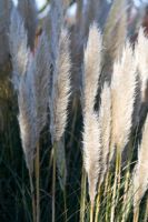 Cortaderia selloana 'Pumila' - Pampas Grass 