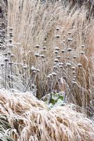 Prairie border in winter with Phlomis russeliana, Hakonechloa macra 'Aureola' and Calamagrostis