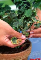 Removing dead leaves from a potted Pelargonium