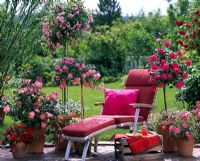 Recliner surrounded by container plantings of roses