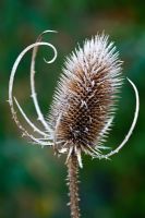 Dipsacus fullonum - Teasle with frost