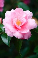 Camellia x williamsii 'Donation' 