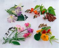 Picked flowers and seeds - Lathyrus, Tropaeolum and Phaseolus coccineus 