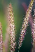 Pennisetum 'Fairy Tails' - Fountain Grass