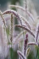 Pennisetum 'Fairy Tails'- Fountain Grass