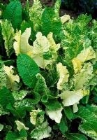 Armoracia rusticana 'Variegata' - Horseradish