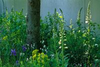 Lime tree with herbaceous underplanting including Iris, Euphorbia, Geranium and Digitalis in 'The Laurent-Perrier Harpers and Queen Garden' at the RHS Chelsea Flower Show