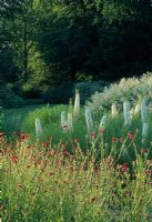 European perennial planting style with Knautia and Eremurus - The Farstorp Estate, Southern Sweden