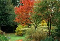 Autumnal border of Prunus, Acer, Euphorbia, Cornus alternifolia 'Argentea' and Grasses - Glen Chantry, Essex