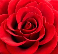 Rosa - Red Rose