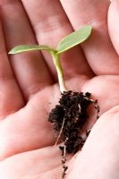 Seedling held in hand