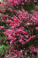 Leptospermum scoparium 'Red Damask' AGM