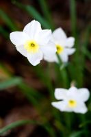 Narcissus 'Segovia' AGM