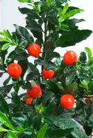 Solanum capsicastrum - Winter cherry