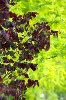 Dark purple leaves of Cercis 'Forest Pansy' against golden green backdrop of Gleditsia - Majestic Trees, Flamstead, St Albans, Herts
