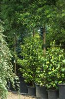 Trees and Camelias in containers in nursery - Majestic Trees, Flamstead, St Albans, Herts