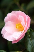 Camellia x williamsii 'Clarrie Fawcett' -  RHS Wisley Surrey