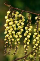 Stachyurus chinensis - Large airy winter flowering shrub with long racemes of tiny yellow flowers - RHS Wisley, Surrey