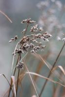 Luzula nivea - Snowy Wood Rush seedheads in winter