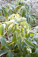 Helleborus sternii with frost