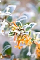 Osmanthus delavayi 'Pearly Gates' in frost