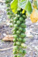Brassica oleracea - Brussels sprouts 