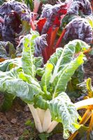 Beta vulgaris 'Bright Lights' with frost 