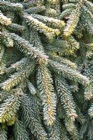 Picea abies 'Reflexa' in frost